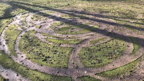circles of tire tracks across a putting green, rendering the green unusable