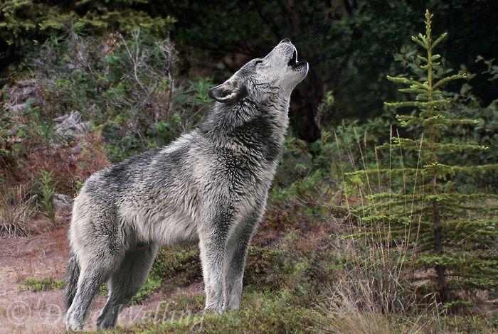 A single wolf in the woods, howling to the sky.