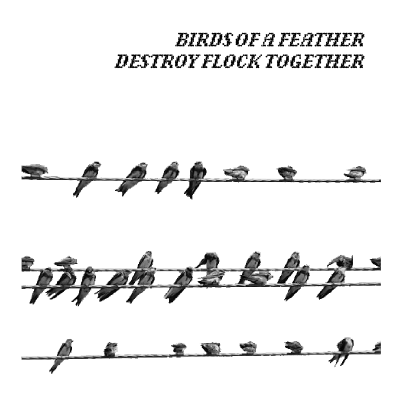 Cover of the zine 'birds of a feather destroy flock together". The title is in stylized text above a photograph of a flock of birds on powerlines